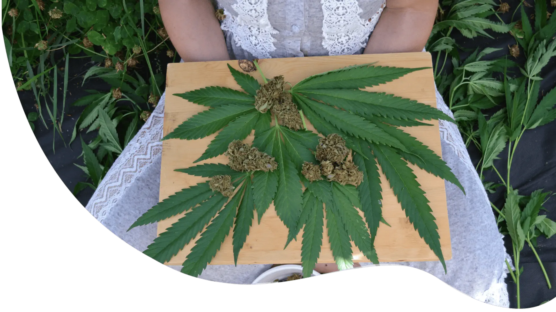 holding cananbis flowers and leaves