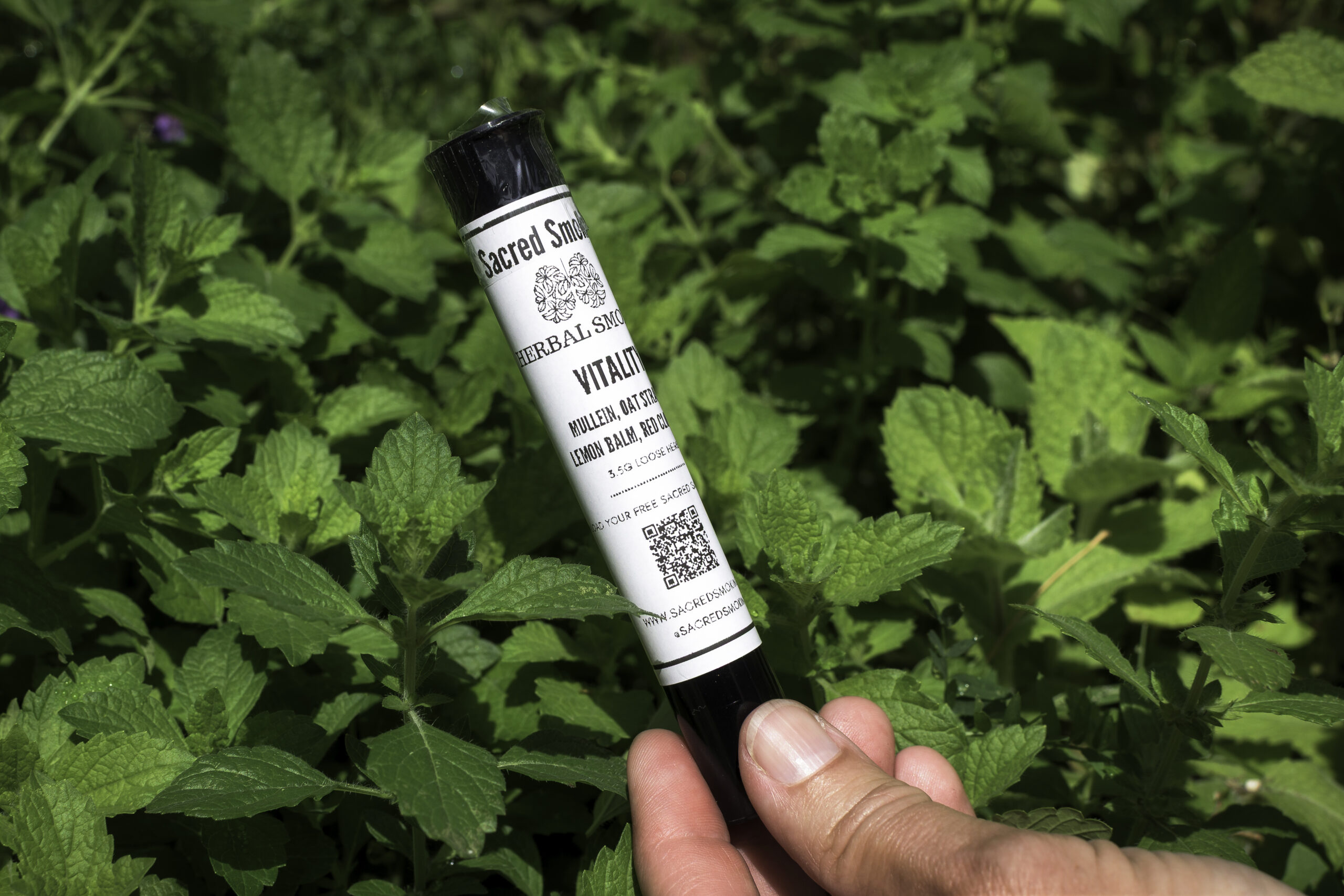 hand holding a tube of rolled joints in a bush of lemon balm