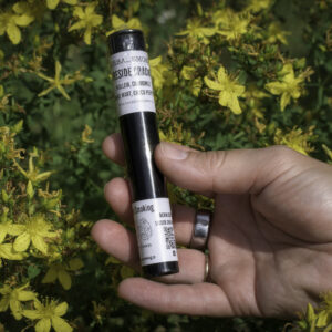 hand holding a tube of rolled joints in a bush of st. johns wart