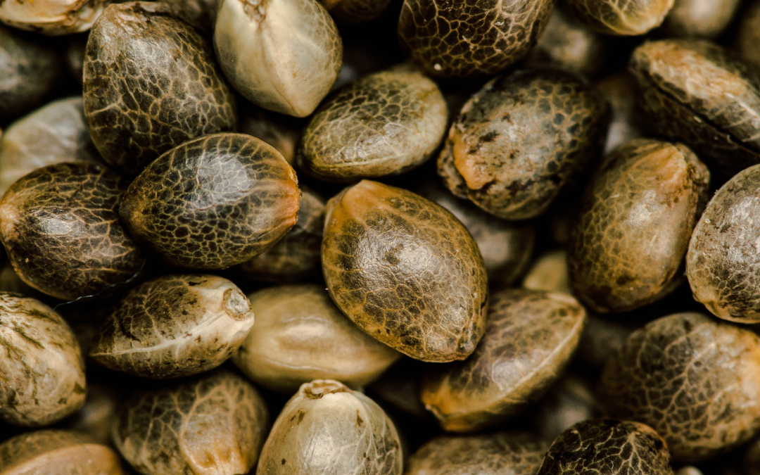 Get Ready to Grow: Cannabis Seeds & Cultivation Tips